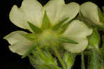 Sulphur cinquefoil